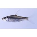 Puntius lineatus (Duncker, 1904)