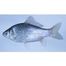 Carassius auratus langsdorfii Temminck et Schlegel, 1846