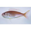 Nemipterus bathybius Snyder, 1911