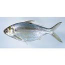 Nematalosa come (Richardson, 1846)