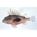 Neosebastes entaxis Jordan et Starks, 1904