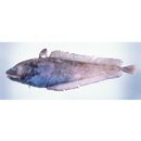 Physiculus japonicus Hilgendorf, 1879