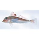 Lepidotrigla microptera Gunther, 1873