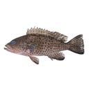 Epinephelus areolatus (Forsskal, 1775)
