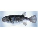 Arothron firmamentum (Temminck et Schlegel, 1847)