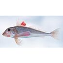 Lepidotrigla microptera Gunther, 1873