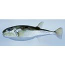 Lagocephalus spadiceus (Richardson, 1845)