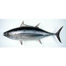 Thunnus alalunga (Bonnaterre, 1788)