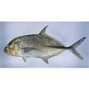 Caranx papuensis Alleyn et Macleay, 1877