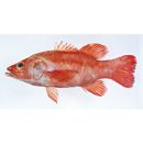 Liopropoma erythraeum Randall et Taylor, 1988