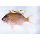 Odontanthias unimaculatus (Tanaka, 1917)