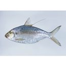 Nematalosa come (Richardson, 1846)