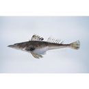 Suggrundus meerdervoortii (Bleeker, 1860)