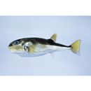 Lagocephalus spadiceus (Richardson, 1845)