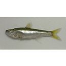 Opsariichthys platypus (Temminck et Schlegel, 1846)