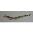 Lycodes tanakae Jordan et Thompson, 1914