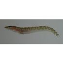 Lycodes tanakae Jordan et Thompson, 1914