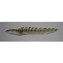 Lycodes tanakae Jordan et Thompson, 1914