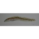 Lycodes tanakae Jordan et Thompson, 1914