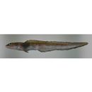 Lycodes nishimurai Shinohara et Shirai, 2005