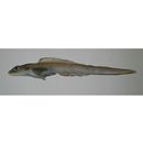 Lycodes nishimurai Shinohara et Shirai, 2005