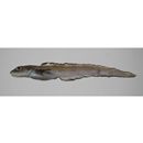 Lycodes nishimurai Shinohara et Shirai, 2005