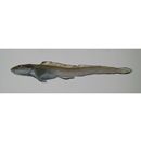 Lycodes nishimurai Shinohara et Shirai, 2005