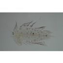 Laeops kitaharae (Smith et Pope, 1906)