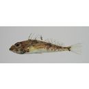 Ricuzenius pinetorum Jordan et Starks, 1904