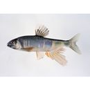 Opsariichthys platypus (Temminck et Schlegel, 1846)