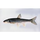 Tribolodon hakonensis (Gunther, 1877)