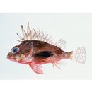 Neosebastes entaxis Jordan et Starks, 1904