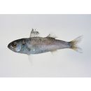 Synagrops serratospinosus Smith et Radcliffe, 1912