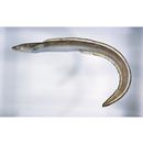 Conger myriaster (Brevoort, 1856)