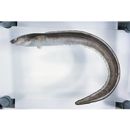 Conger myriaster (Brevoort, 1856)