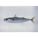 Scomber japonicus Houttuyn, 1782