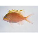 Odontanthias unimaculatus (Tanaka, 1917)