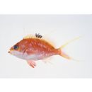 Sacura margaritacea (Hilgendorf, 1879)