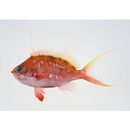 Sacura margaritacea (Hilgendorf, 1879)