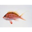 Sacura margaritacea (Hilgendorf, 1879)