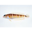 Parapercis multifasciata Doderlein, 1884