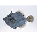 Stephanolepis cirrhifer (Temminck et Schlegel, 1850)