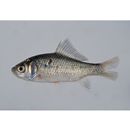 Carassius auratus langsdorfii Temminck et Schlegel, 1846