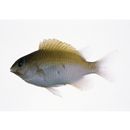 Plectroglyphidodon imparipennis (Vaillant et Sauvage, 1875)