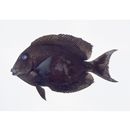 Ctenochaetus striatus (Quoy et Gaimard, 1825)