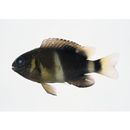 Chrysiptera brownriggii (Bennett, 1828)