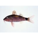 Parupeneus indicus (Shaw, 1803)