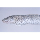 Gymnothorax pictus (Ahl, 1789)