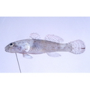 Bathygobius cyclopterus (Valenciennes, 1837)