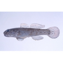 Bathygobius cyclopterus (Valenciennes, 1837)